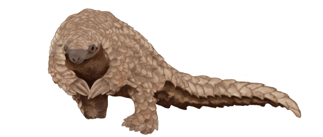 Pangolin_pg8